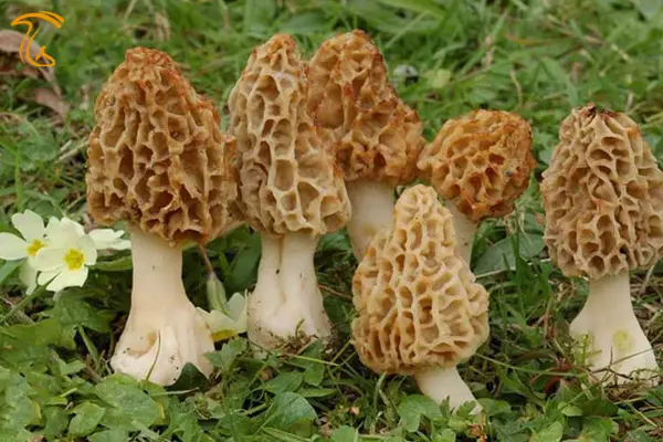 قارچ مورل - مورچلا - مورکلا