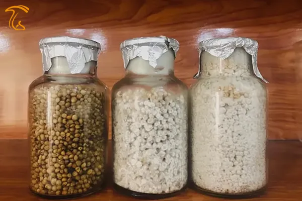 نحوه تهیه اسپاون