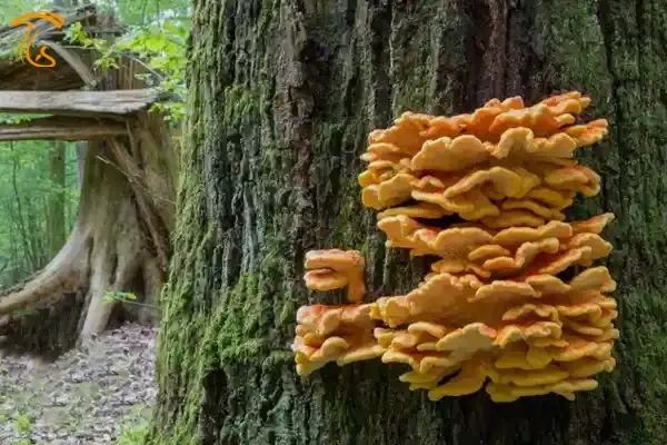 قارچ های چوب رس یا قارچ هایی که روی درخت می رویند