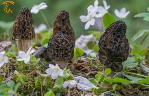 قارچ مورل حقیقی