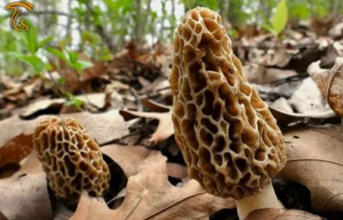 قارچ مورچلا