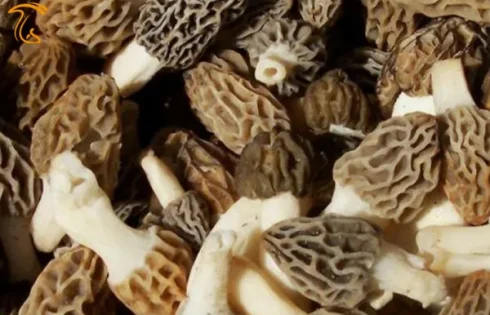 قارچ مورچلا