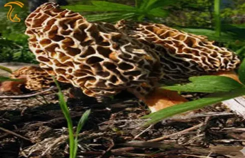 آشنایی کامل با قارچ مورل حقیقی