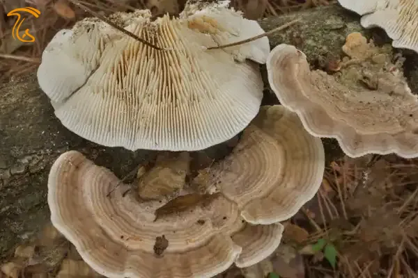 توس مازگیل Birch Mazegill