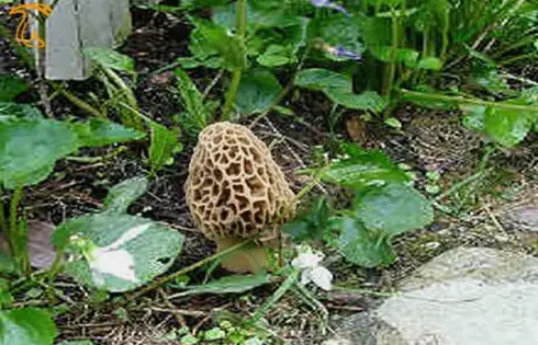 قارچ مورچلا