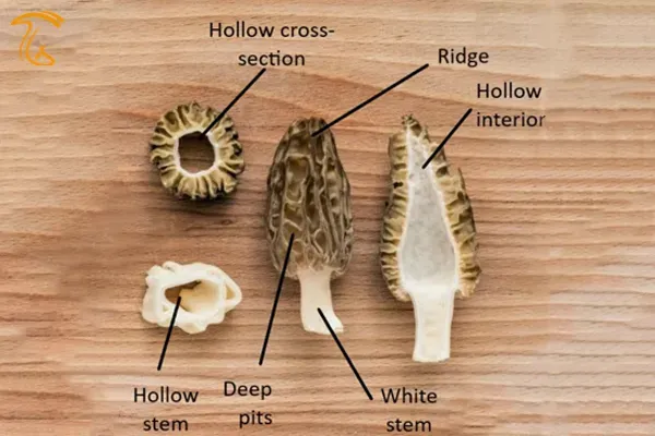 جزیات ظاهری قارچ مورل حقیقی