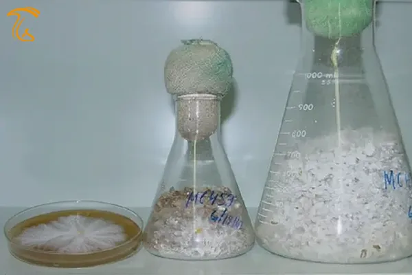 ظروف آزمایشگاهی برای تولید تخم قارچهای پرورشی