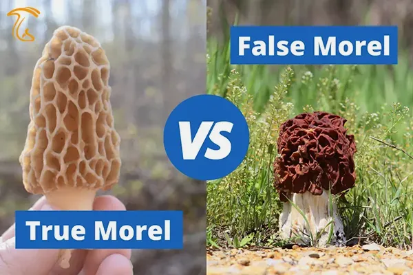 تفاوت گونه حقیقی و تقلبی