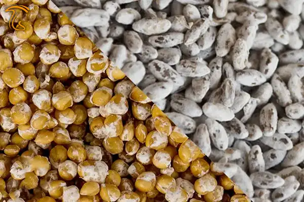 تبدیل دانه های غلات به بذر یا اسپان قارچ چیست