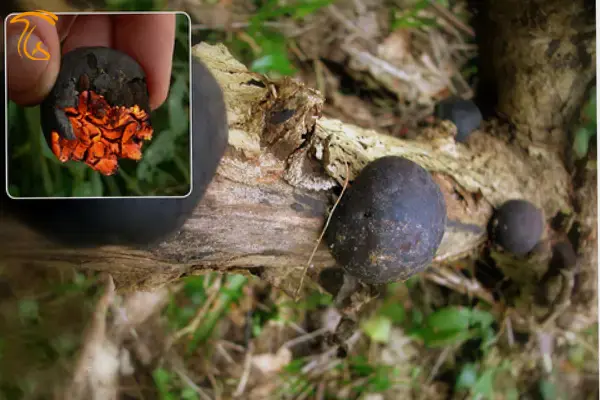 کیک های شاه آلفرد