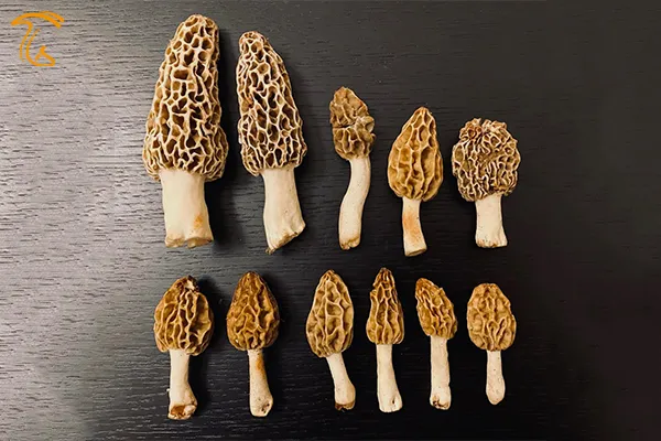 قارچ مورل حقیقی یا مورچلا