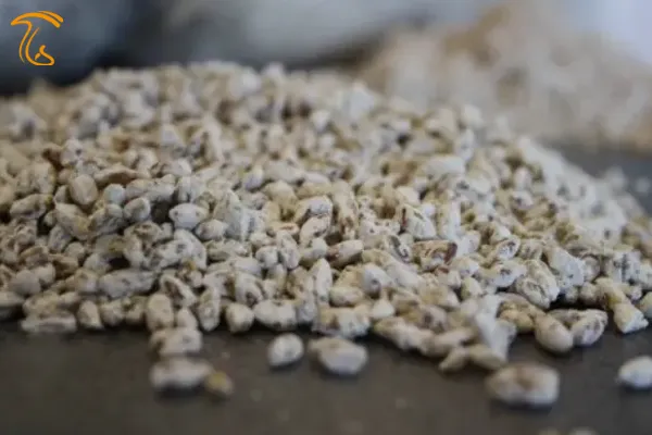 تولید کیفی اسپاون با بهره گیری از تکنیک های نوین