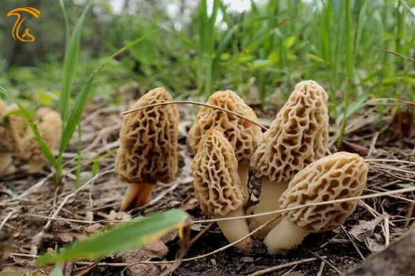 قارچ جان سخت در جنگل