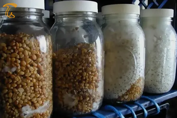 شیشههای تخم قارچهای تلقیح شده در آزمایشگاه