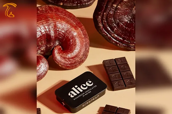 شکلات آلیس حاویس قارچ گانودرما