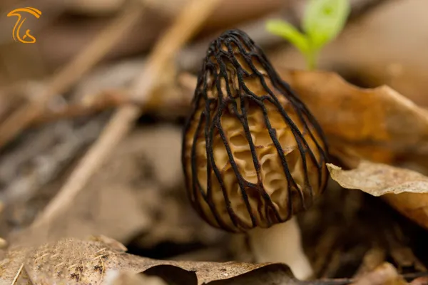 قارچ مورل سیاه