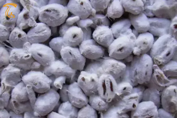 کشت اسپور بر دانه های گندم