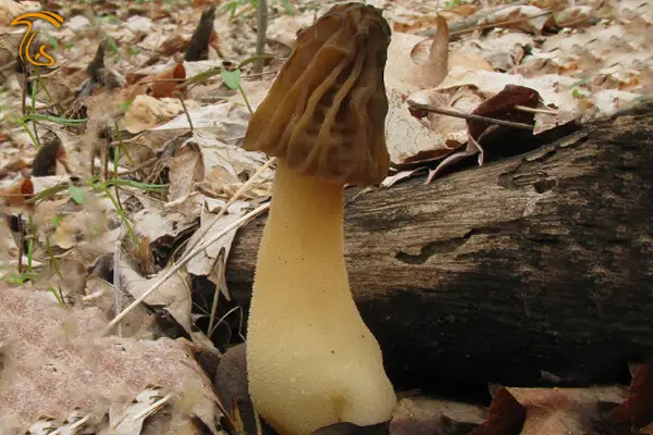 محل رویش نیمه آزاد در جنگل