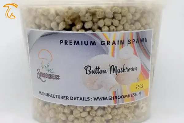 اسپان قارچ چیست