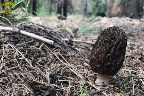 محل سوختگی در جنگل های مرطوب