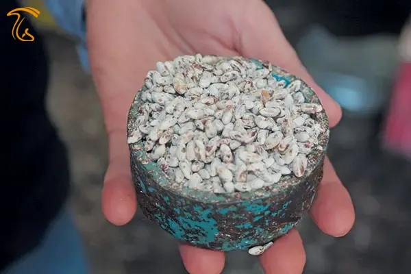 تولید اسپان قارچ