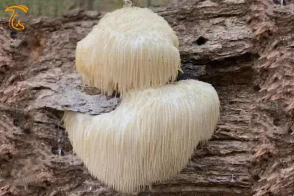 یال شیر | قارچخوراکی وحشی و جنگلی با خواص بیشمار
