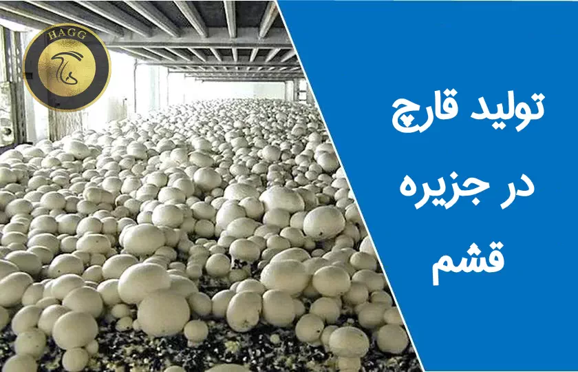 تولید قارچ در قشم