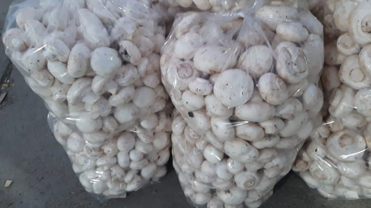 عرضه قارچ در بورس قارچ مهرآباد