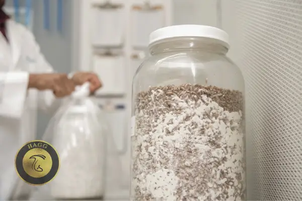 بذر یا اسپان قارچ چیست