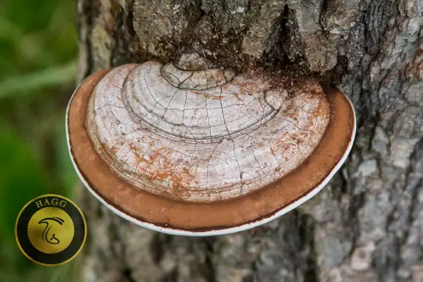 پالت هنرمند Artists Conk نوعی قارچ روی تنه درخت