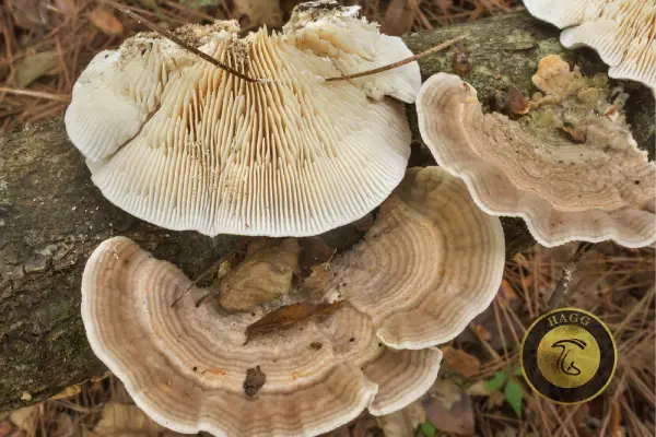 توس مازگیل Birch Mazegill