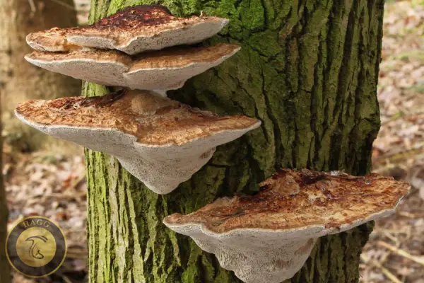 قارچ براکت | قارچ روی تنه درخت