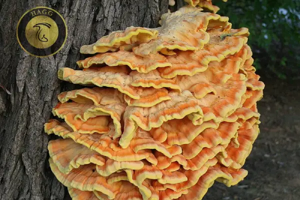 قارچ خوراکی درختی جوجه جنگلی