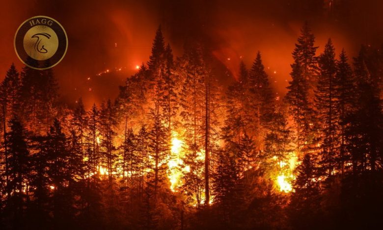 آیا قارچ ها می توانند از آتش سوزی جنگل جلوگیری کنند ؟!