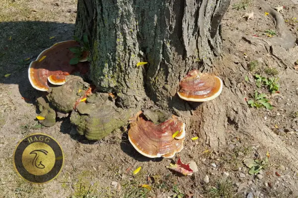 گانودرما یا ریشی روی تنه درخت