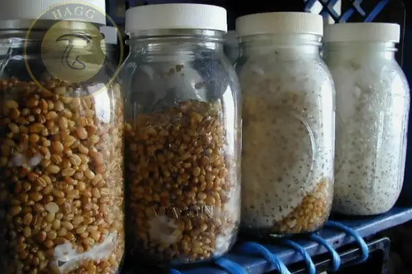 شیشه‌های تخم قارچهای تلقیح شده در آزمایشگاه