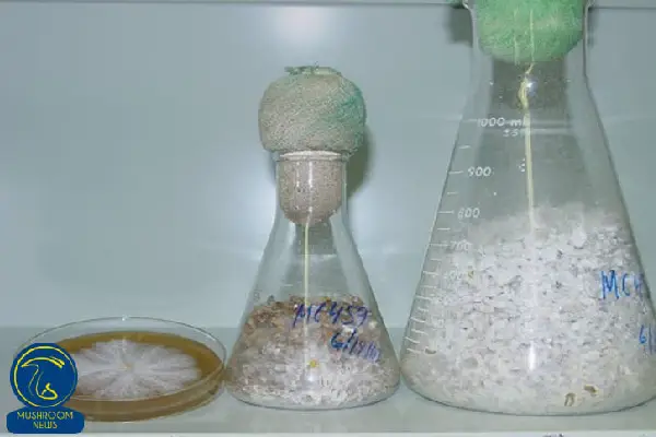 ظروف آزمایشگاهی برای تولید تخم قارچهای پرورشی