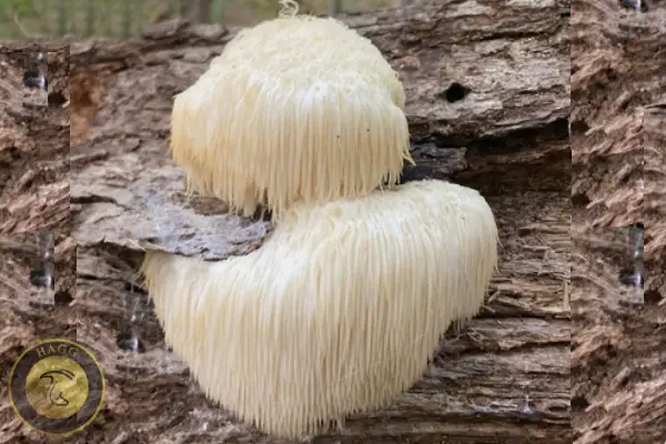 یال شیر | قارچ‌خوراکی وحشی و جنگلی با خواص بیشمار