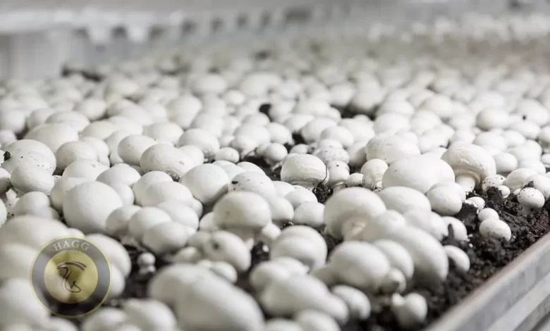 تولید قارچ به 210 هزار تن می‌رسد