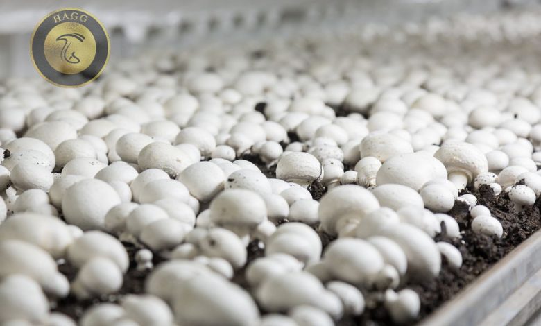 تدوین برنامه برای شکوفایی صنعت قارچ