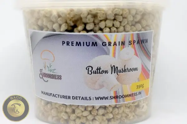 اسپان قارچ چیست