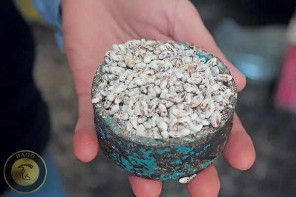 تولید اسپان قارچ