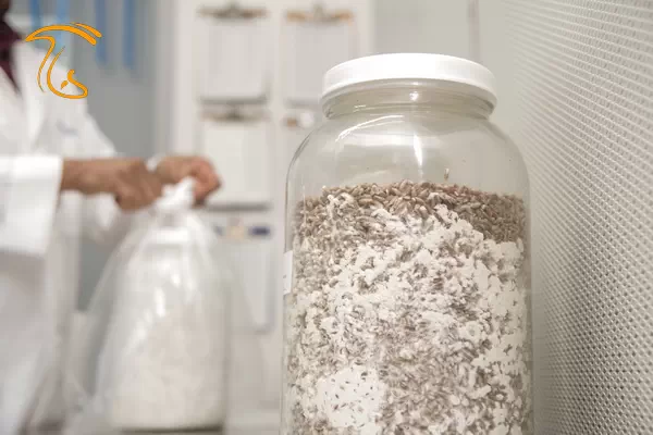 بذر قارچ یا اسپان قارچ چیست