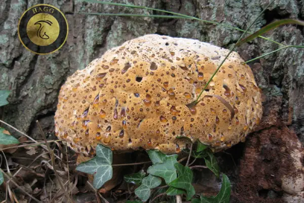 Oak Bracket قارچ براکت بلوط