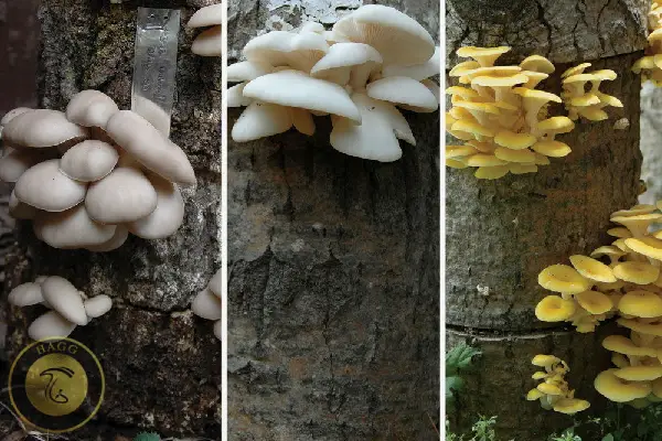 قارچ‌ درختی خوراکی صدفی یا اویستر ماشروم