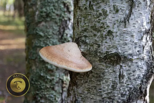 پولیپور نوعی قارچ روی تنه درخت