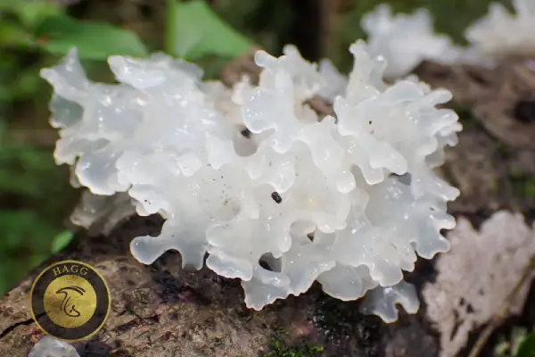 قارچ ترملا (قارچ خوراکی درختی)