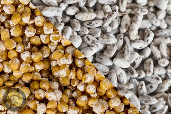 تبدیل دانه های غلات به بذر یا اسپان قارچ چیست