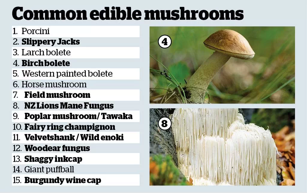 لیست 15 قارچ خوراکی