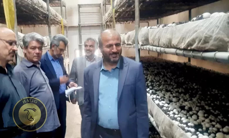 افتتاح واحد تولید قارچ در آبیک